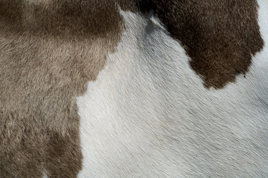 a close up of a dog's fur