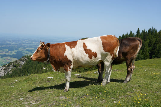 Cows graze peacefully on a sunny hillside.